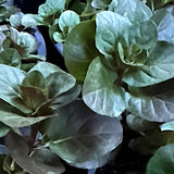 Mentha Orangenminze