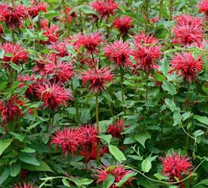 Monarda Didyma (Monarda)