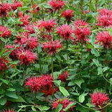 Monarda Didyma (Monarda)