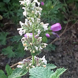 Nepeta Cataria (erba gatta)