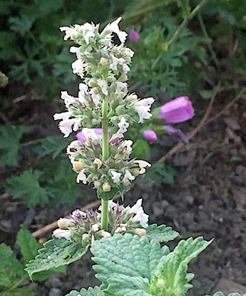 Nepeta Cataria (erba gatta)