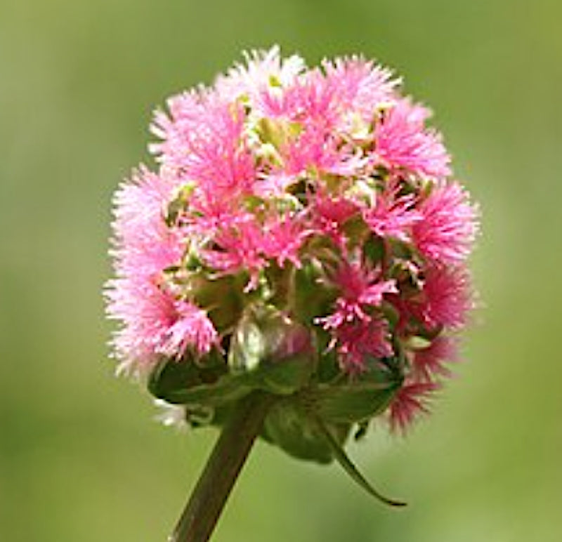 Sanguisorba minor (pimpinella)