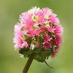 Sanguisorba minor (pimpinella)