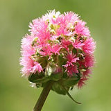Sanguisorba minor (pimpinella)