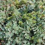 Sanguisorba minor (pimpinella)