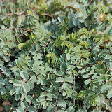 Sanguisorba minor (pimpinella)