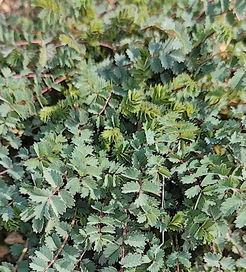 Sanguisorba minor (pimpinella)