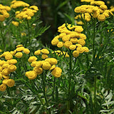 Tenacetum Vulgare