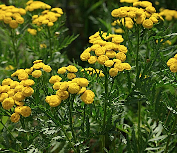 Tenacetum Vulgare