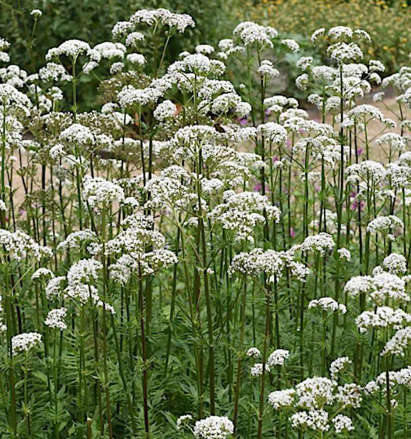 Valeriana