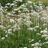 Valeriana