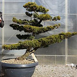 Pinus Pentaphylla NPx  120 cm Bonsai da giardino.costi di spedizione da concordare