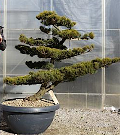 Pinus Pentaphylla NPx  120 cm Bonsai da giardino.costi di spedizione da concordare