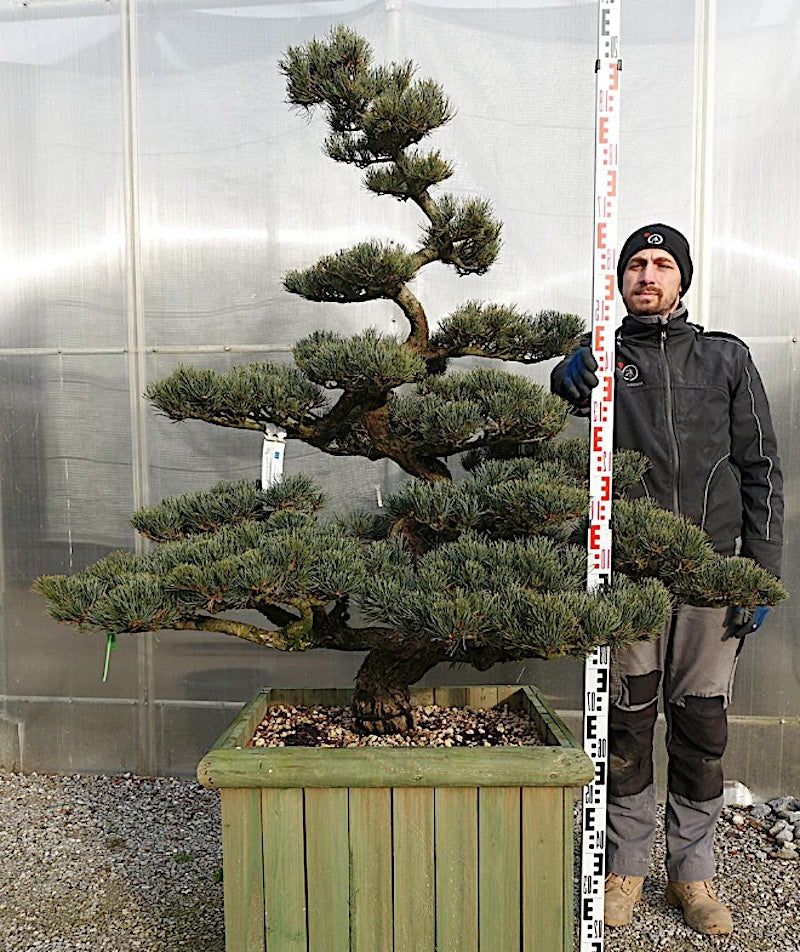 Pinus Pentaphylla Y11 cm. 140 Bonsai da giardino. Costi di pedizione da concordare