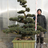 Pinus Pentaphylla Y11 cm. 140 Bonsai da giardino. Costi di pedizione da concordare