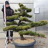 Pinus Pentaphylla NPskN4 cm 120 Bonsai da giardino. Costi di spedizione da concordare