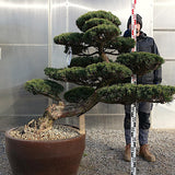 Pinus Pentaphylla NpN1 cm.110 Bonsai da giardino costi di spedizione da concordare