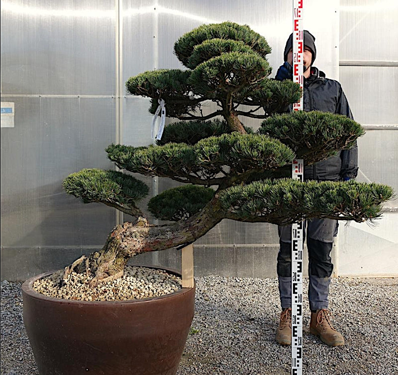 Pinus Pentaphylla NpN1 cm.110 Bonsai da giardino costi di spedizione da concordare
