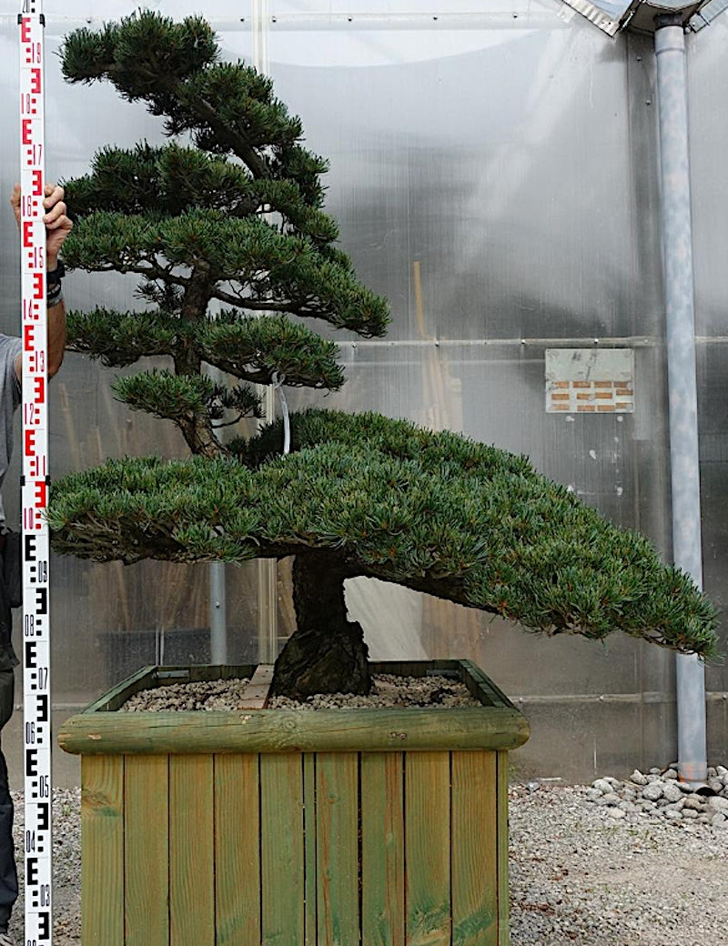 Pinus Pentaphylla Y12  130 cm Bonsai da giardino. Costi di spedizione