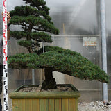 Pinus Pentaphylla Y12  130 cm Bonsai da giardino. Costi di spedizione