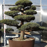 Pinus Pentaphylla M2  cm. 170 Bonsai da giardino. Costi di spedizione da concordare