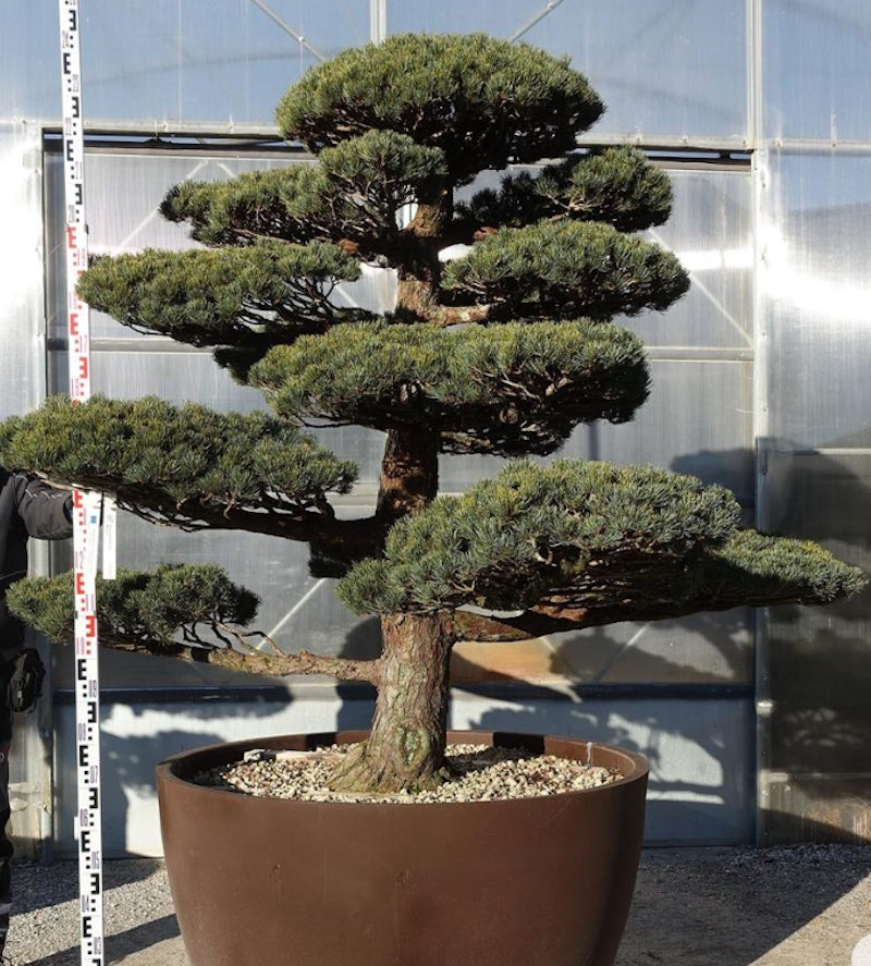 Pinus Pentaphylla M2  cm. 170 Bonsai da giardino. Costi di spedizione da concordare
