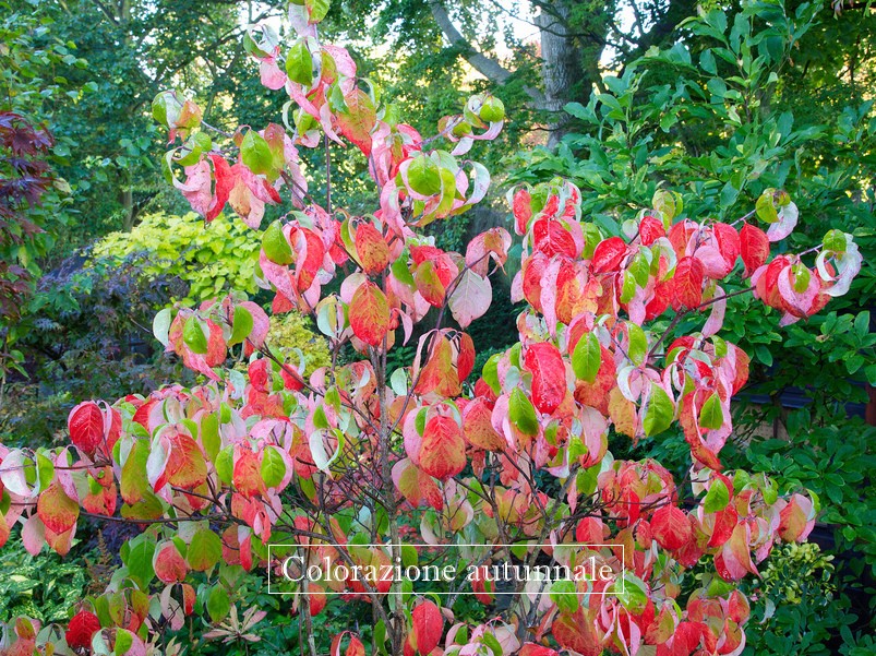 Cornus Florida Rubra