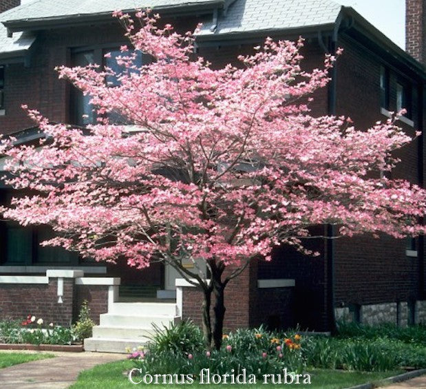 Cornus Florida Rubra