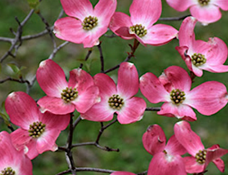 Cornus Florida Rubra vaso cm. 200 costi di trasporto da concordare