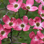 Cornus Florida Rubra vaso cm. 200 costi di trasporto da concordare