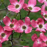 Cornus Florida Rubra vaso cm. 200 costi di trasporto da concordare