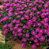 Delosperma Cooperi Mesembrianthemum