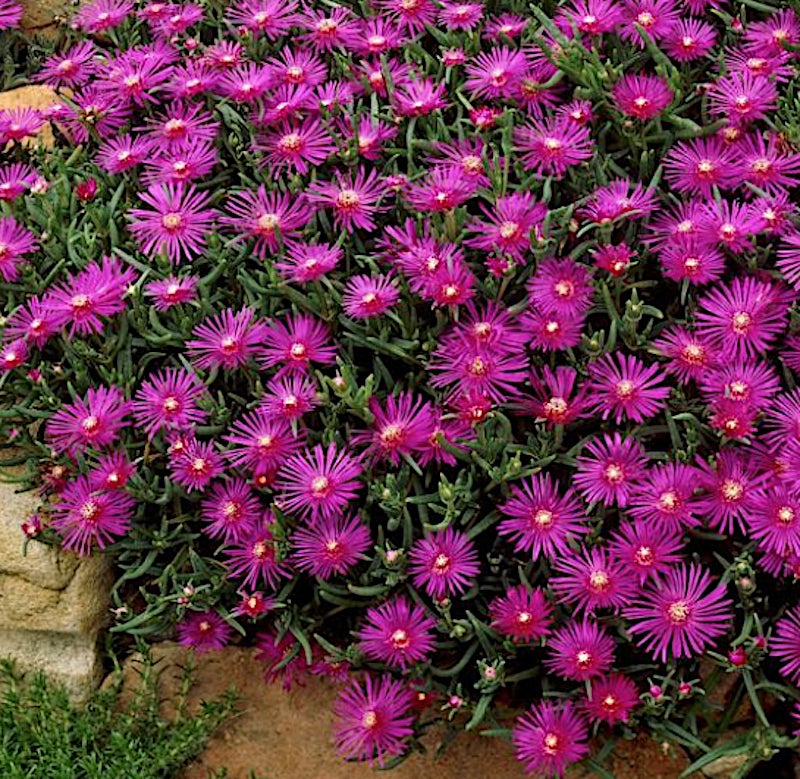 Delosperma Cooperi Mesembrianthemum