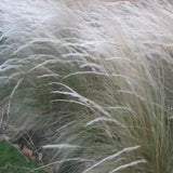 Stipa Ichu vaso 14