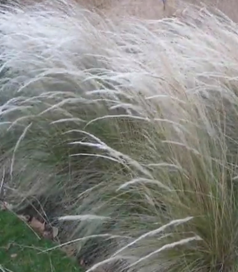 Stipa Ichu vaso 14