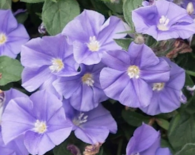 Convolvulus Sabatius mauritanum vaso 14