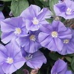 Convolvulus Sabatius mauritanum vaso 14