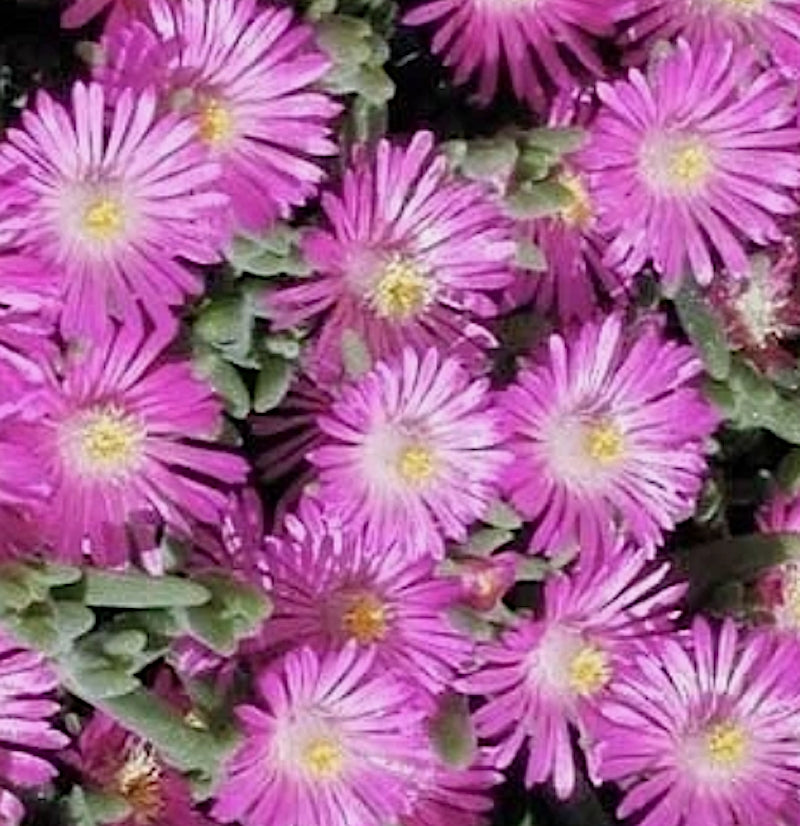 Delosperma aberdeenense
