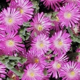 Delosperma aberdeenense