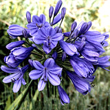 Agapanthus Purple Cloud v.9