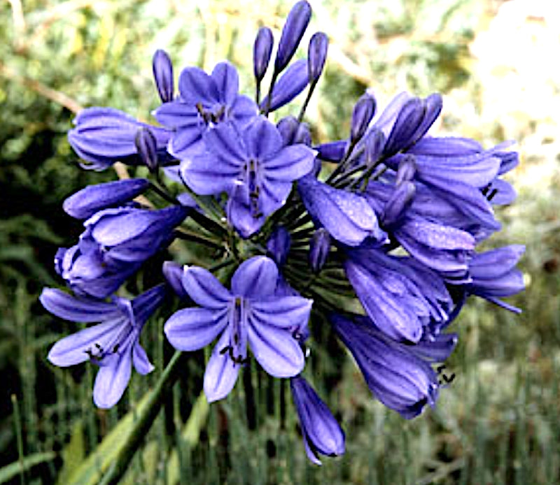 Agapanthus Purple Cloud v.9