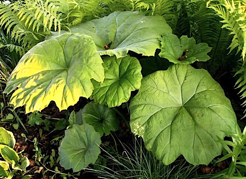 Astilboides tabularis