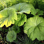 Astilboides tabularis