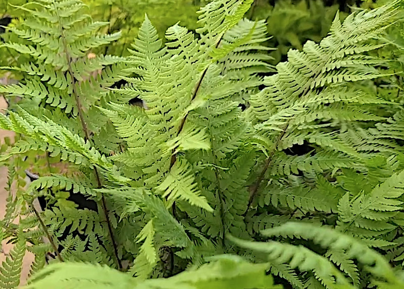 athyrium lady in red v.9