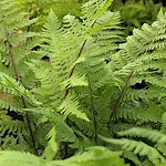 athyrium lady in red v.9
