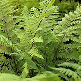 athyrium lady in red v.9