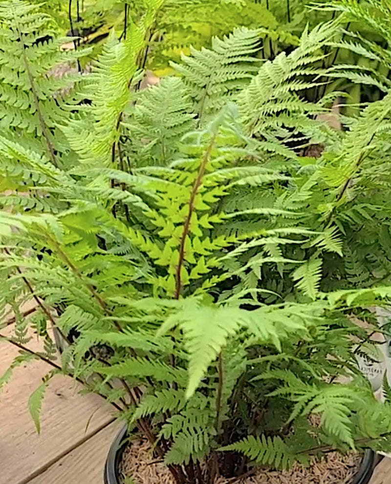 athyrium lady in red v.9