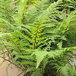 athyrium lady in red v.9