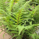athyrium lady in red v.9