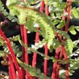 athyrium lady in red v.9